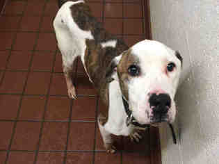 American Bulldog-Unknown Mix Dogs for adoption in Waynesville, NC, USA