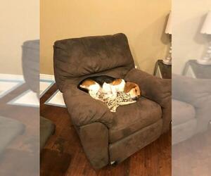 Beagle Dogs for adoption in Poplar Bluff, MO, USA