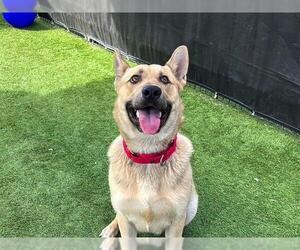 German Shepherd Dog-Unknown Mix Dogs for adoption in Orange, CA, USA