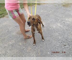 Plott Hound Dogs for adoption in Murfreesboro, TN, USA