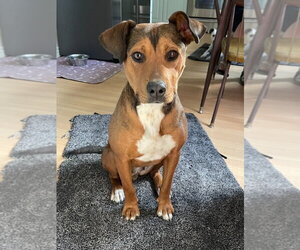 Mutt Dogs for adoption in Salt Lake City, UT, USA