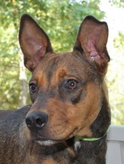 Medium Photo #1 Boxer-German Shepherd Dog Mix Puppy For Sale in Yardley, PA, USA