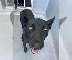 German Shepherd Dog Dogs for adoption in Tracy, CA, USA