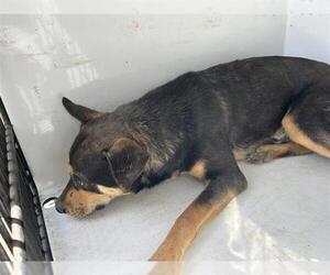 German Shepherd Dog-Unknown Mix Dogs for adoption in Houston, TX, USA