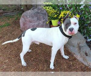 American Pit Bull Terrier-Unknown Mix Dogs for adoption in Oklahoma City, OK, USA