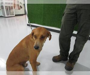 Redbone Coonhound Dogs for adoption in Temple, TX, USA