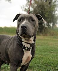 American Pit Bull Terrier Dogs for adoption in Lake Jackson, TX, USA