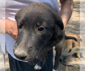 Mutt Dogs for adoption in San Antonio, TX, USA