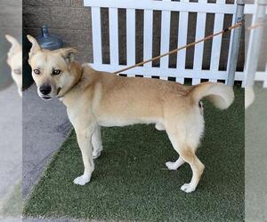 German Shepherd Dog-Unknown Mix Dogs for adoption in Modesto, CA, USA