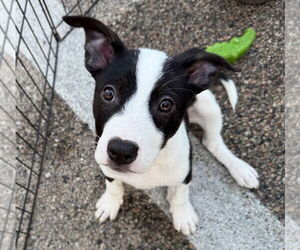 Jack Russell Terrier Dogs for adoption in GILBERTS, IL, USA
