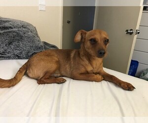 Chiweenie Dogs for adoption in Woodland, CA, USA