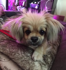 Pekingese-Unknown Mix Dogs for adoption in Issaquah, WA, USA