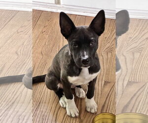 Mutt Dogs for adoption in St. Louis Park, MN, USA