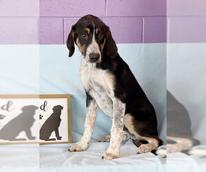 Bernese Mountain Dog-Unknown Mix Dogs for adoption in Genesee, WI, USA