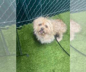 Maltese-Unknown Mix Dogs for adoption in Downey, CA, USA