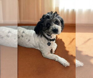 Lhasa-Poo Dogs for adoption in Pacolet, SC, USA