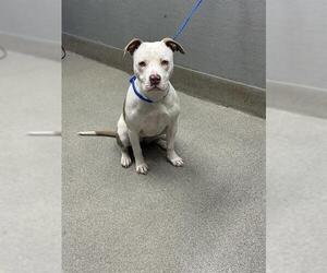 American Pit Bull Terrier-Unknown Mix Dogs for adoption in Las Vegas, NV, USA