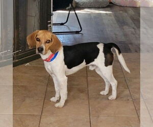 Beagle Dogs for adoption in Las Vegas, NV, USA