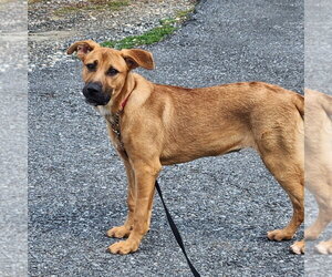 Mutt Dogs for adoption in Walnutport, PA, USA