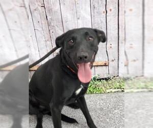 Borador Dogs for adoption in Henderson, NV, USA