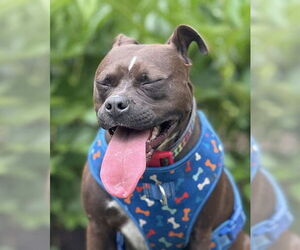 Mutt Dogs for adoption in Waterford, VA, USA