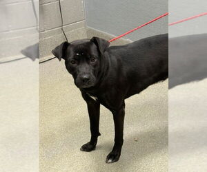 American Pit Bull Terrier-Unknown Mix Dogs for adoption in Las Vegas, NV, USA