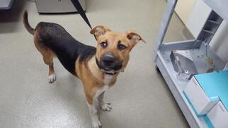 Bagle Hound Dogs for adoption in Fort Lauderdale, FL, USA