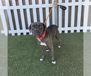 American Pit Bull Terrier Dogs for adoption in Modesto, CA, USA