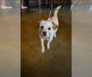 Maltese-Unknown Mix Dogs for adoption in Holly Springs, NC, USA