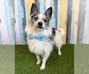 Chihuahua-Unknown Mix Dogs for adoption in Corona, CA, USA