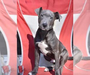 Mutt Dogs for adoption in Brewster, NY, USA