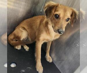 Mutt Dogs for adoption in San Antonio, TX, USA