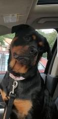 Rottweiler Dogs for adoption in Runnemede, NJ, USA