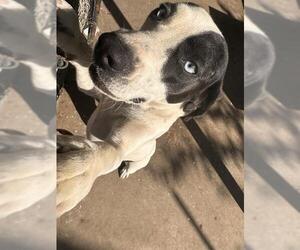 American Staffordshire Terrier-Beagle Mix Dogs for adoption in San Antonio, TX, USA