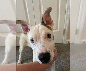 Siberian Husky-Unknown Mix Dogs for adoption in Fayetteville, NC, USA