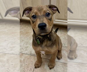 Mutt Dogs for adoption in Royal Palm Beach, FL, USA
