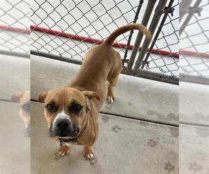 Boxer-Unknown Mix Dogs for adoption in Redlands, CA, USA