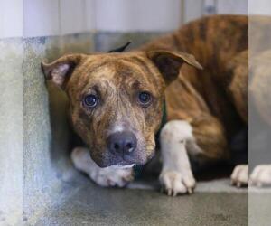 Plott Hound-Unknown Mix Dogs for adoption in San Antonio, TX, USA
