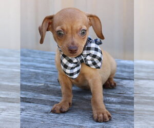 Chiweenie Dogs for adoption in Bandera, TX, USA