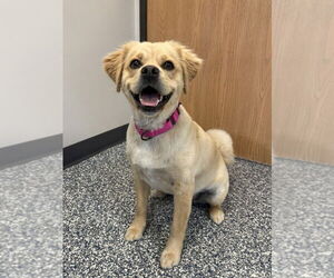 Pug-Unknown Mix Dogs for adoption in Bemidji, MN, USA