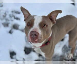 Mutt Dogs for adoption in Tulsa, OK, USA