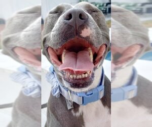 American Pit Bull Terrier Dogs for adoption in Santa Fe, TX, USA