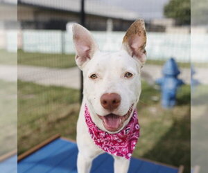 American Staffordshire Terrier Dogs for adoption in San Antonio, TX, USA