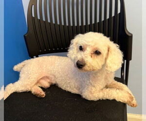 Poodle (Miniature)-Unknown Mix Dogs for adoption in Cliffwood, NJ, USA