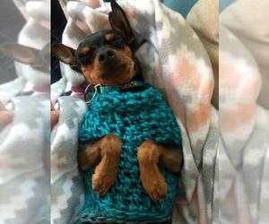 Miniature Pinscher Dogs for adoption in Anchorage, AK, USA