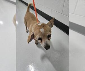 Chihuahua-Unknown Mix Dogs for adoption in Temple, TX, USA