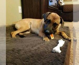 Black Mouth Cur-Unknown Mix Dogs for adoption in Middletown, NY, USA