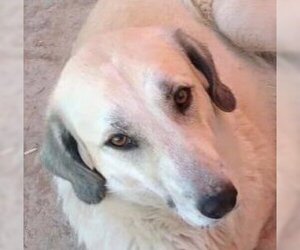 Anatolian Shepherd-Unknown Mix Dogs for adoption in LANGLEY, British Columbia, Canada