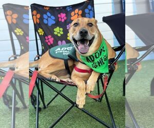 Labrador Retriever-Unknown Mix Dogs for adoption in Pompano Beach , FL, USA