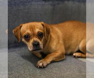 Pug-Unknown Mix Dogs for adoption in San Antonio, TX, USA